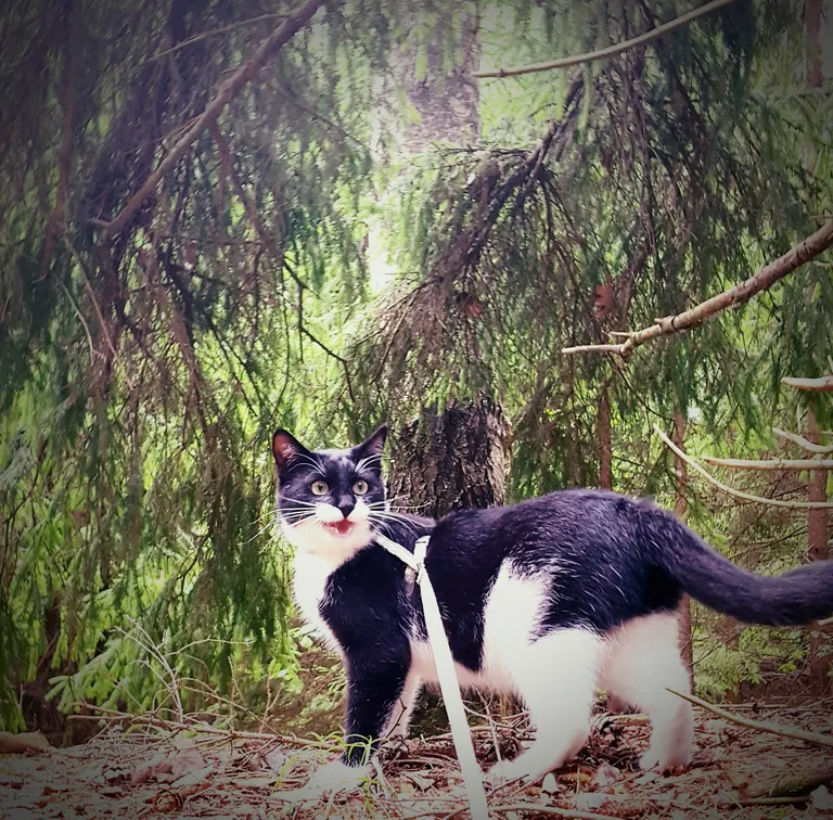 Noor ja leebe linnapreili Suss maakodu metsas.