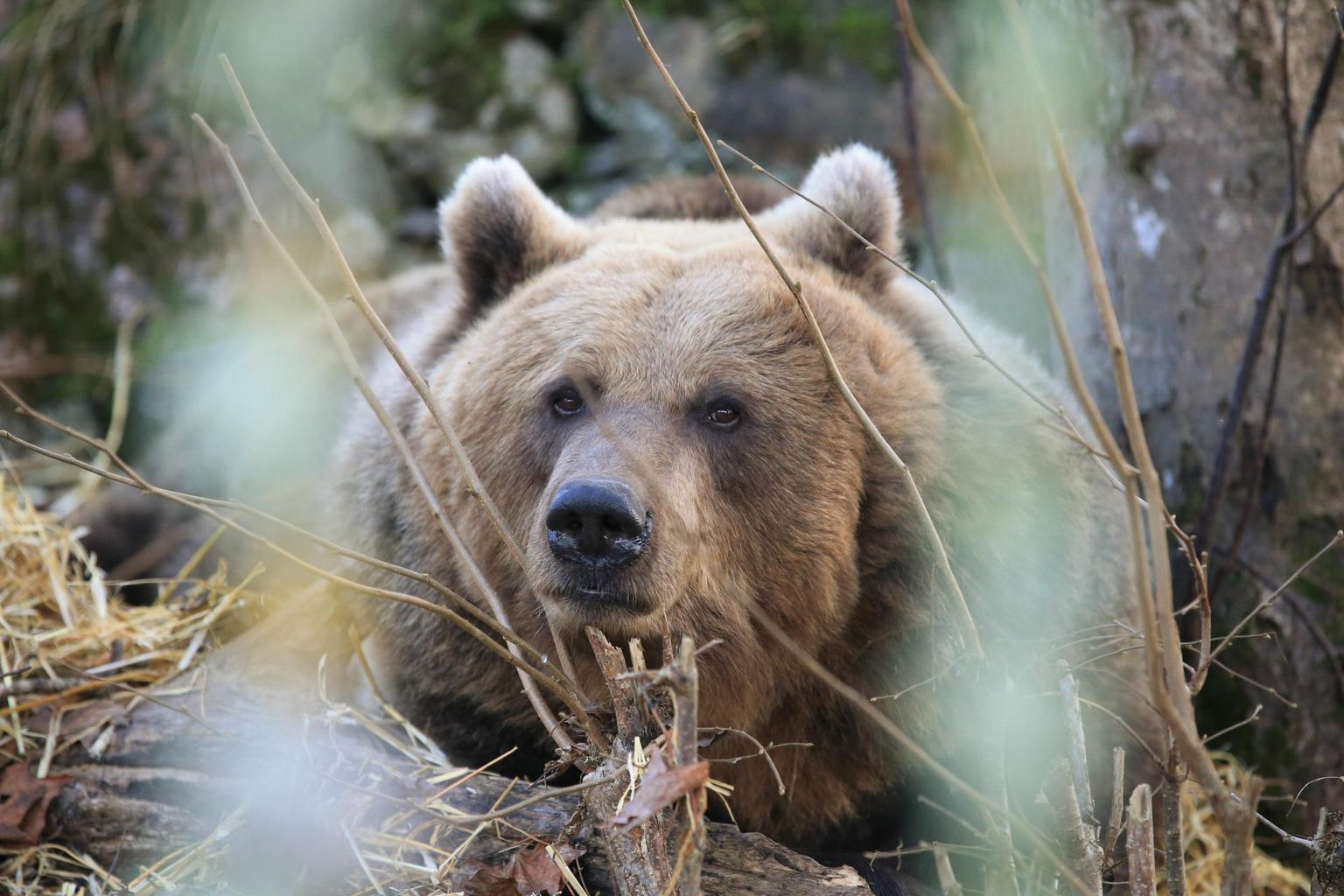 Elistvere loomapargi karu Karoliina sätib end juba talveunne. Veel enne suikumist on tal aga oodata külla hulga andekaid lapsi.