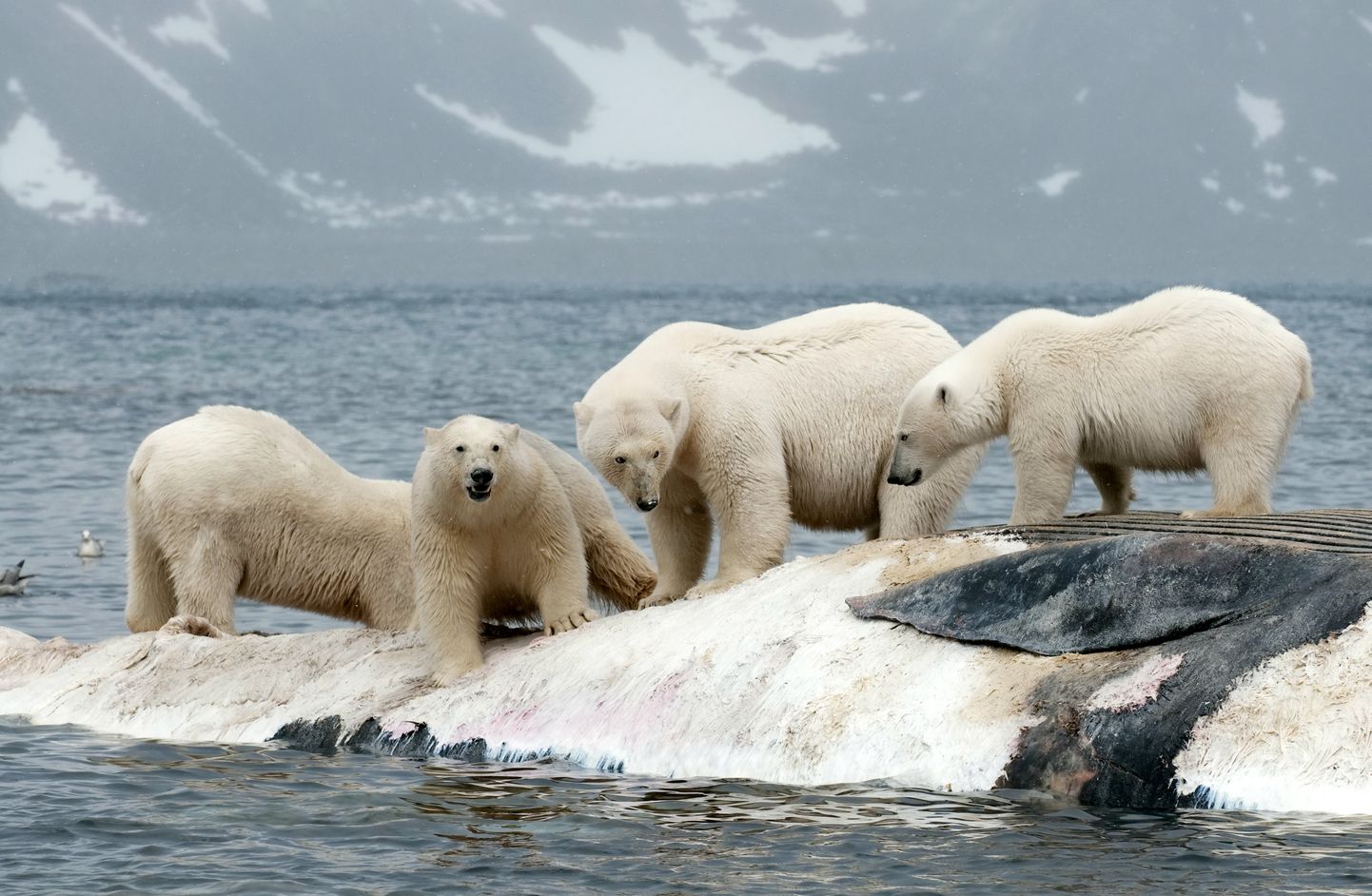Jääkarud Svalbardi rannale triivinud vaalakorjusel.