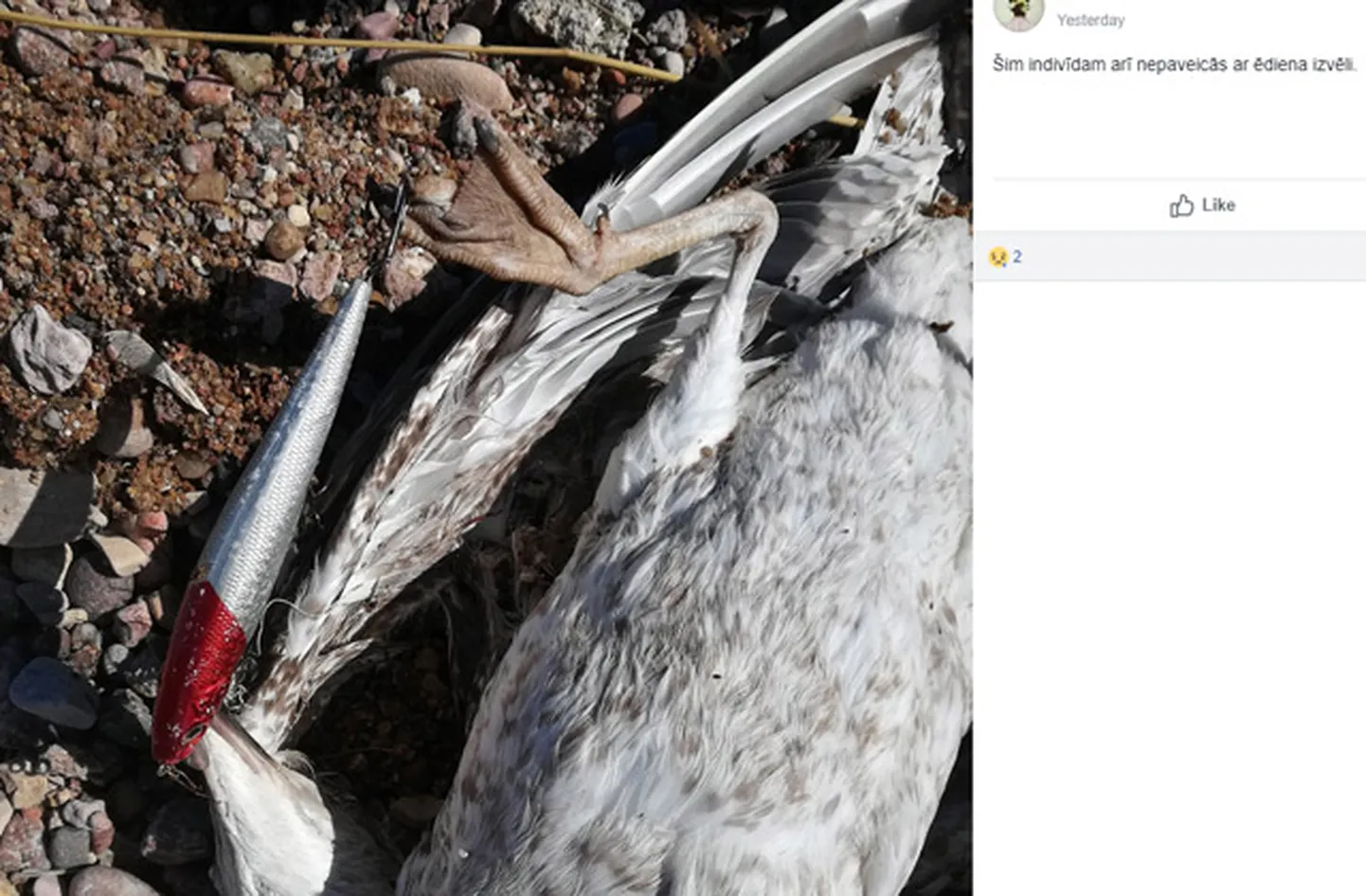 Raksta foto