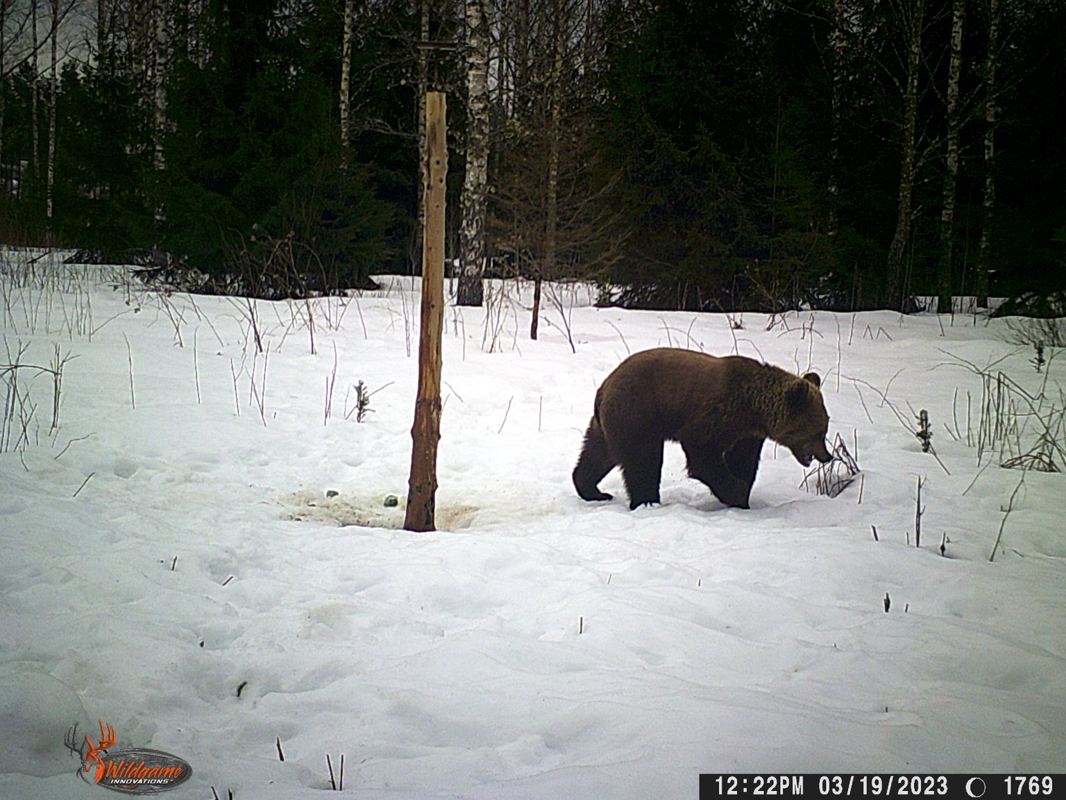 Talveunest on ärganud karu Valgamaal Tõrva vallas Lõve külas.