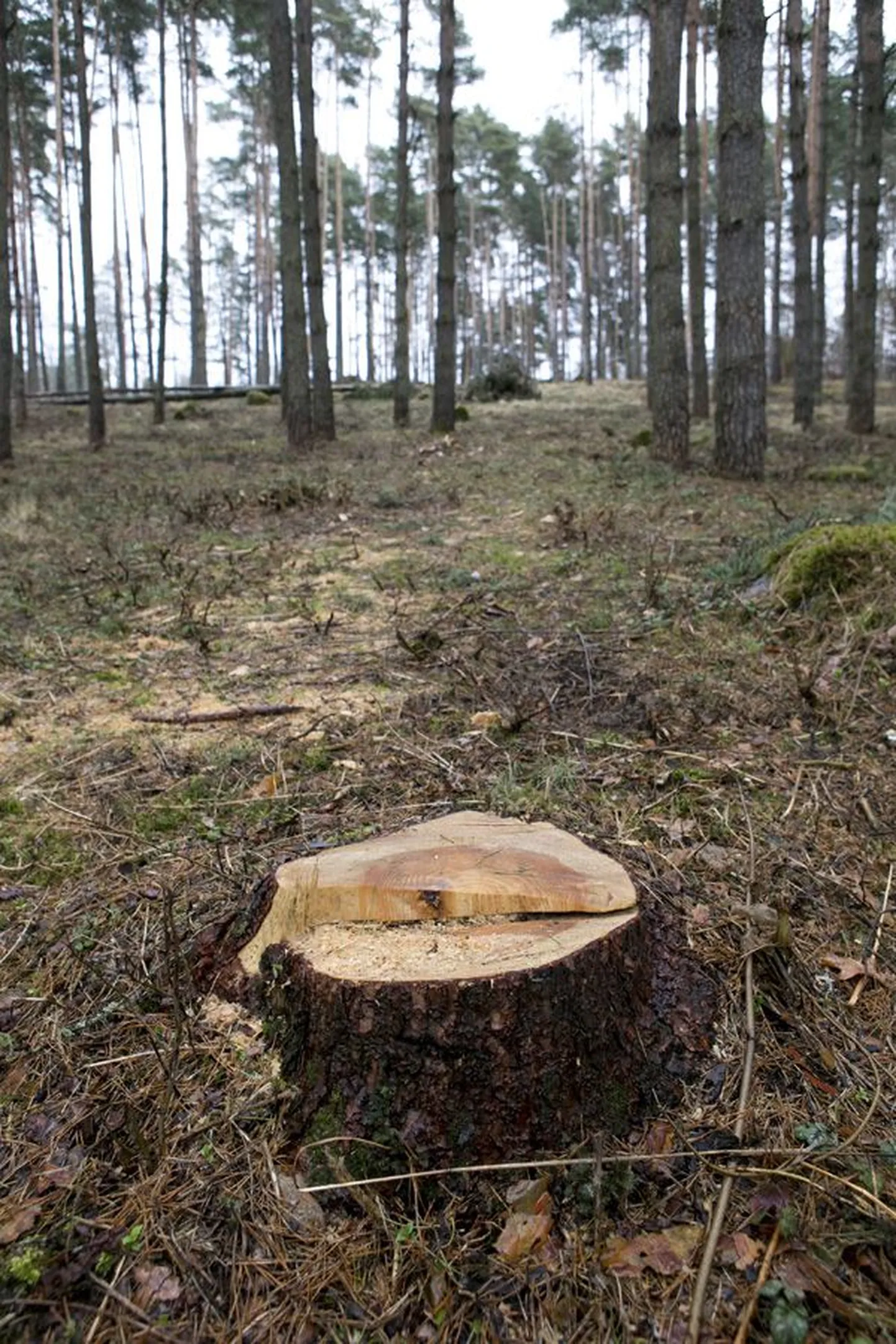 Uueveskil asuvas männikus on seitse puud raieloata jala pealt maha võetud. Linnavalitsuse haljastuse ja heakorra spetsialist Age Alas tõdes, et sellist ebaseaduslikku raiet pole ta Viljandis viimasel ajal rohkem kohanud.