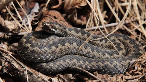 KLÕPS ⟩ «Nõelussid juba väljas või?» Soe ilm on päikest nautima meelitanud ka rästikud