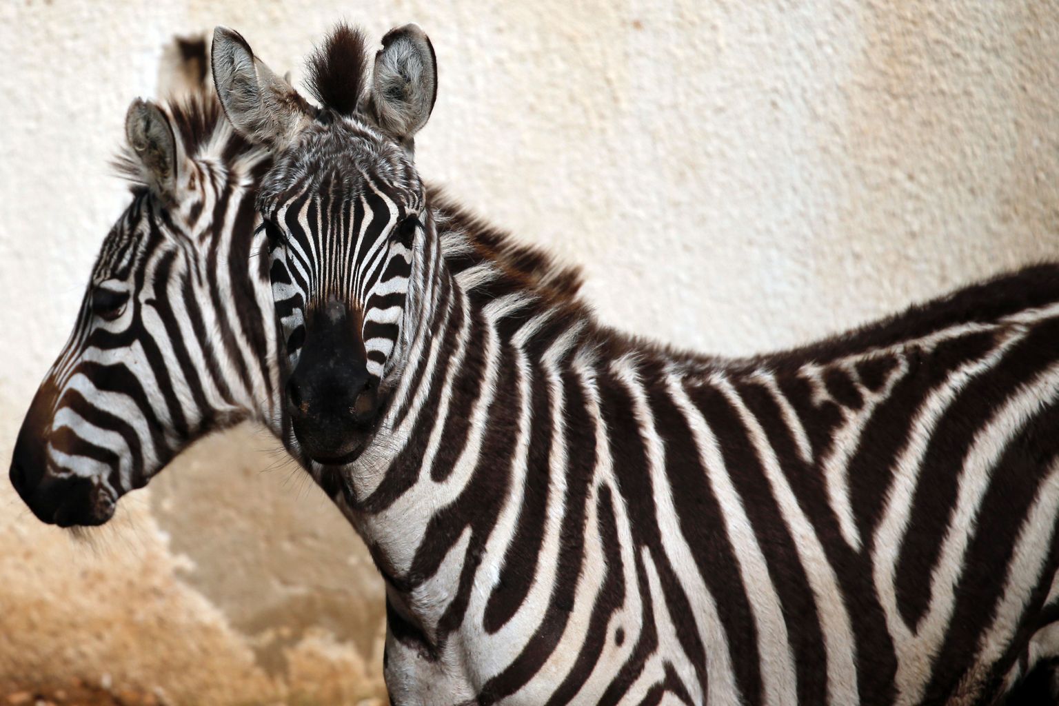 Iisraelist Ramat Gani safaripargist toodud sebrad oma uues kodus Palestiina loomaaias.
