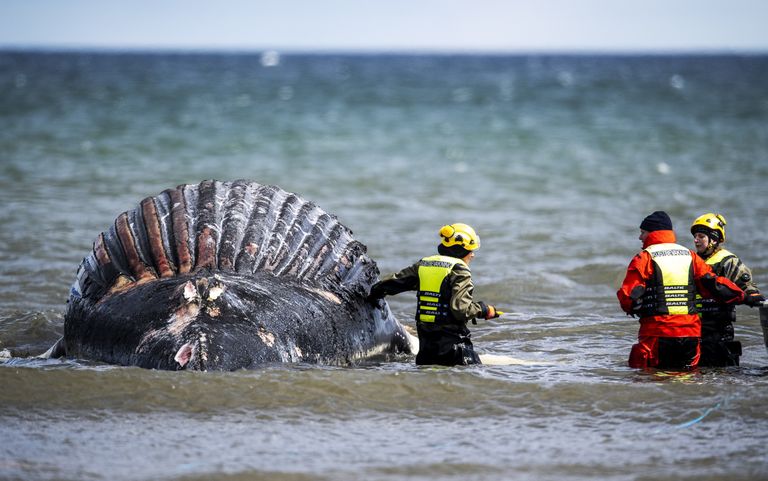Rootsi veterinaariainstituudi teadlased uurivad Ölandi saare rannavees surnud küürvaala, mis võib plahvatada