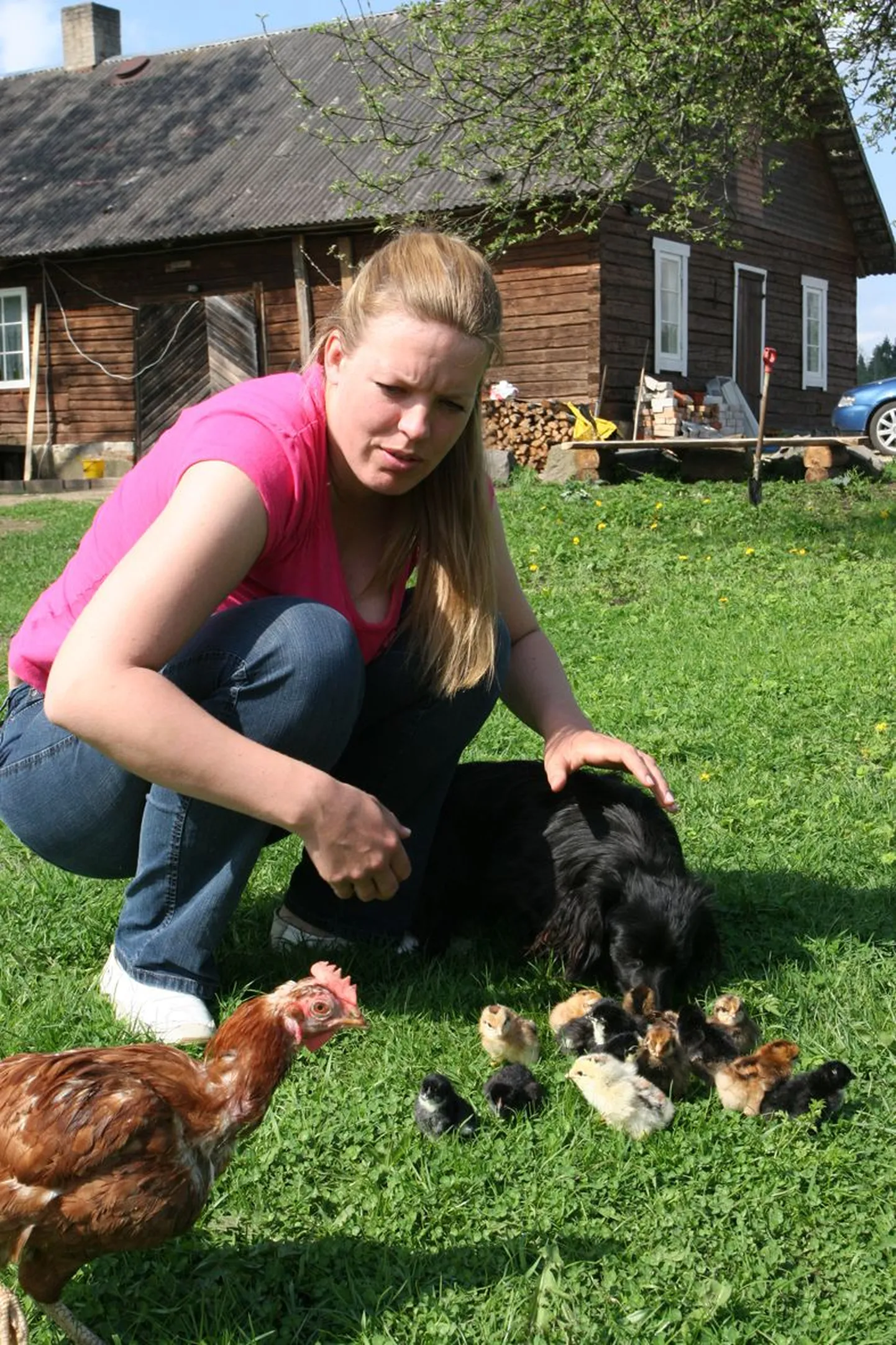 Mahemärki taotleva Tölpla talu perenaine Eve Veiermann toob päikese kätte ja värske rohu sisse juba ka kanakarja pesamunad, tutvust sobitab ka majavalvur.