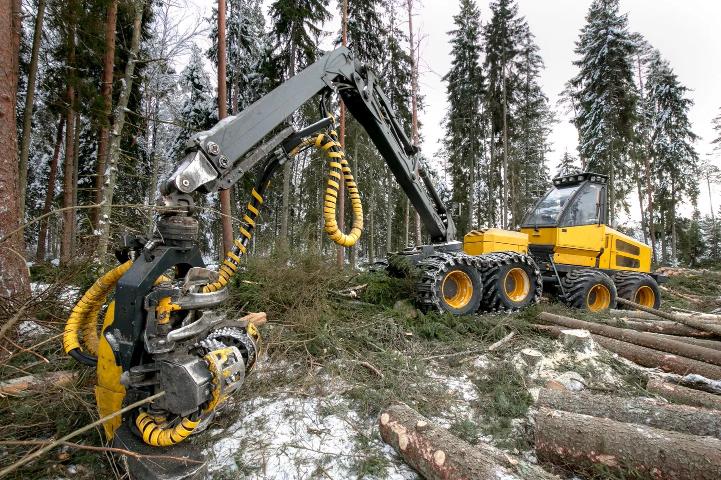 Eesti loodusfotograafid, kes aastate jooksul igapäevaselt ja regulaarselt looduses käivad, on mures Eesti looduses toimuva pärast. Nende sõnul torkab valusalt silma vana metsa vähenemine ja asendumine noorendikega või segipööratud pinnasega metsamaaga.