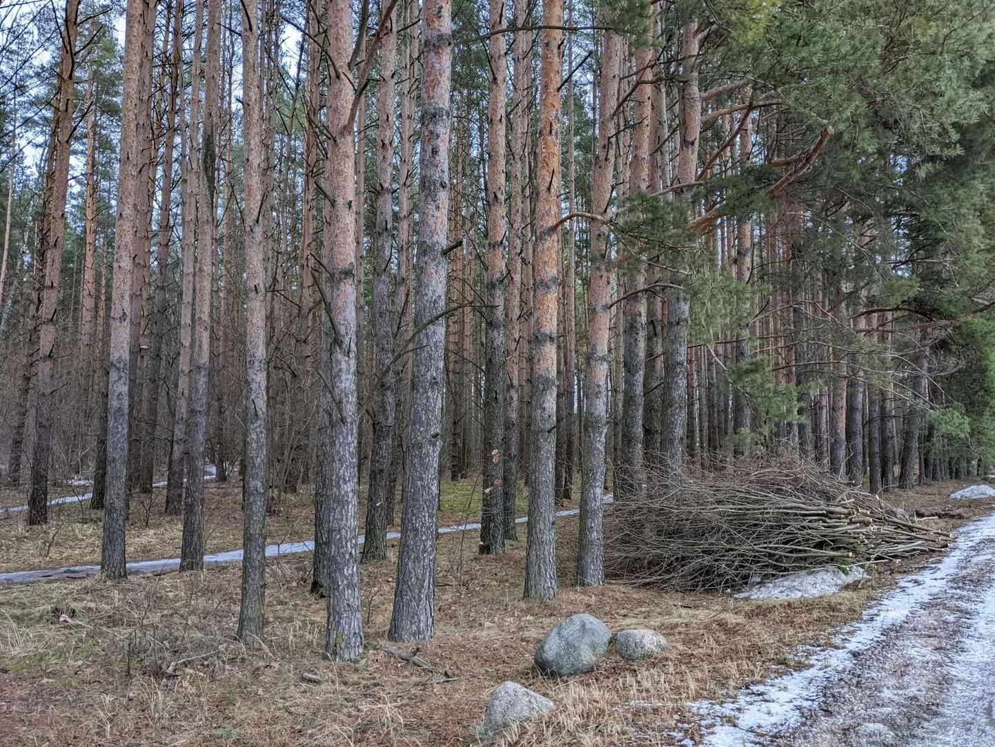 Reede pärastlõunal Ihastes metsatöölisi silma ei hakanud, kuid tööd näib juba tehtud olevat varemgi.
