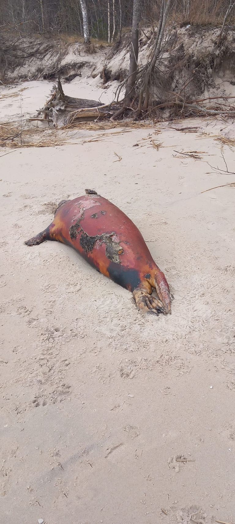 Мертвый тюлень на пляже Валгеранна.