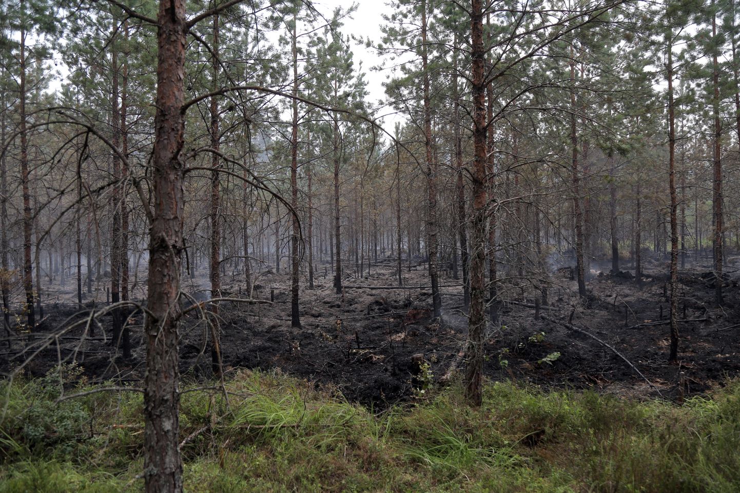 Пожар в лесу и на торфянике в Валдгалской волости