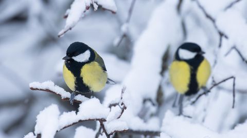 LOODUSKALENDER ⟩ Lõhnab juba kevade järele