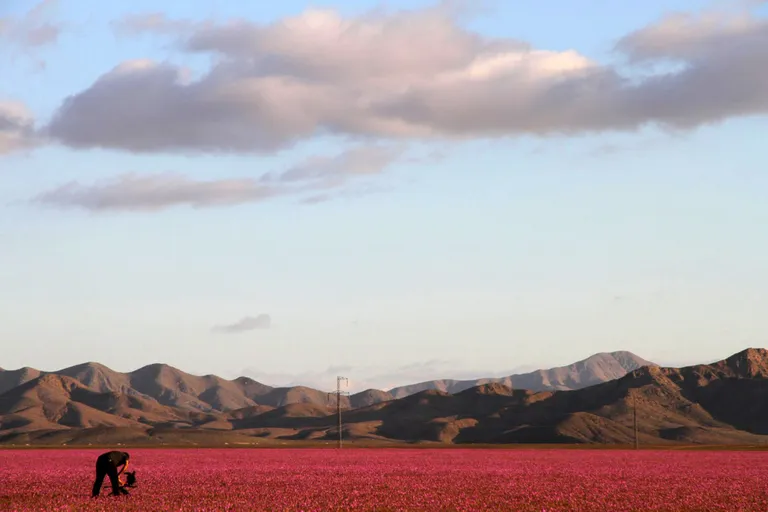 Atacama kõrb/Scanpix