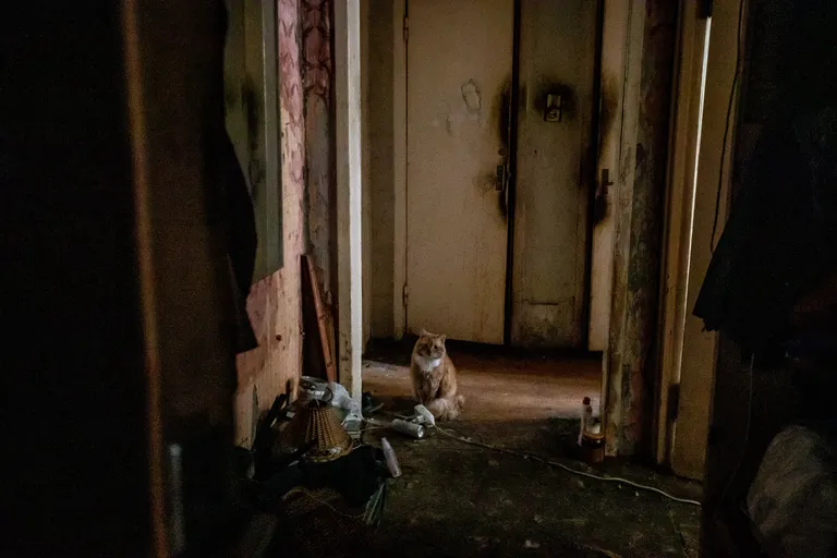 Дома был только кот.