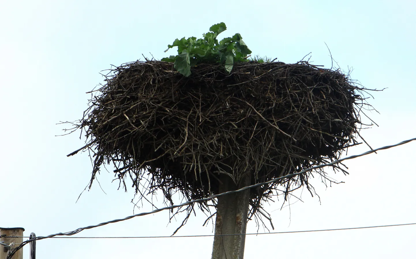 Kasvama läinud kurepesa Audrus.