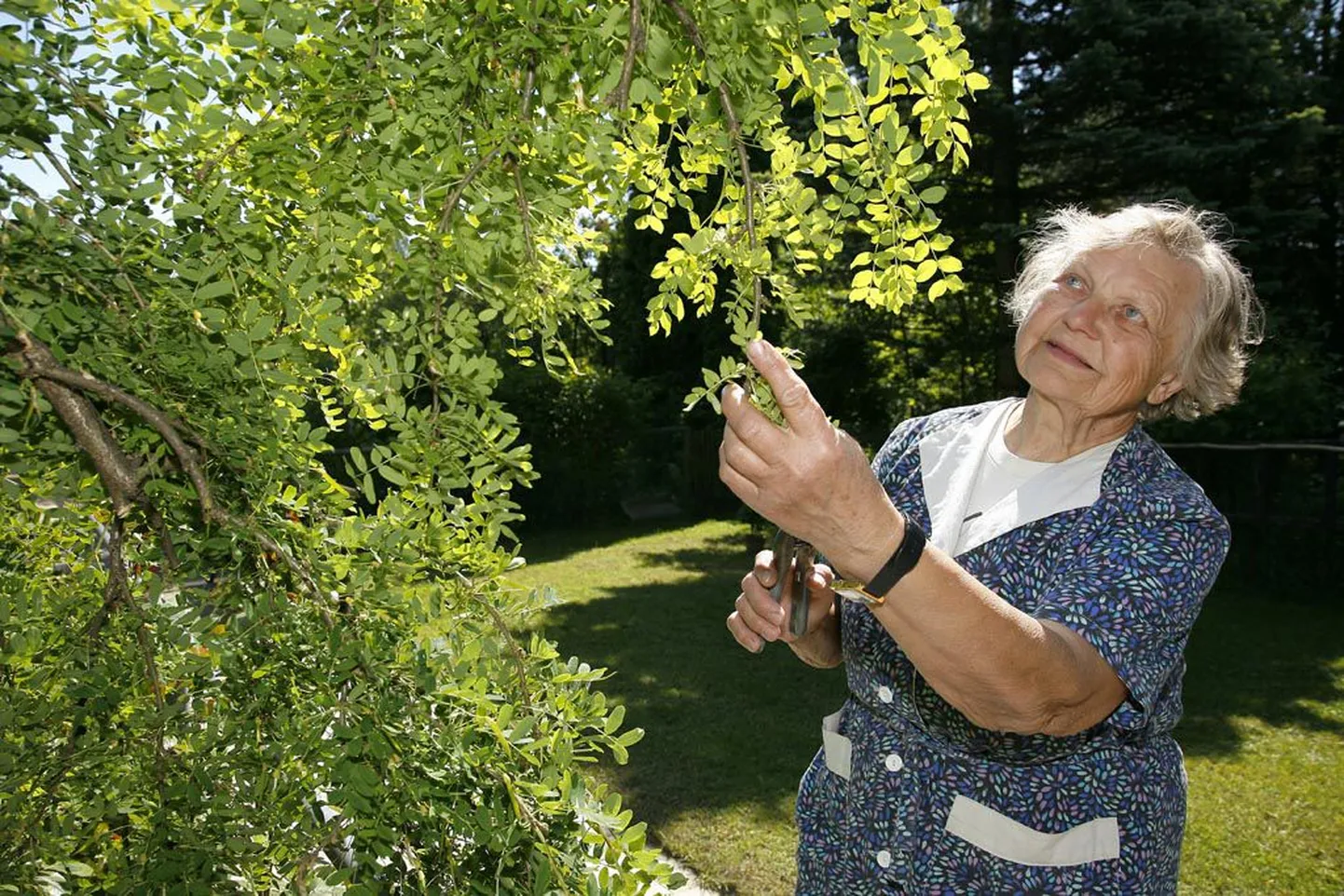 Hilja Künnapas vaatab hellitavalt suureks kasvanud akaatsia leinavormi, mis vend Hendriku poogitud ja istutatud.