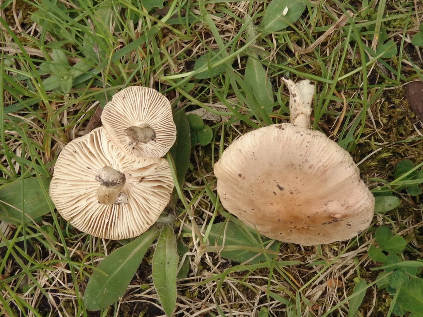 Nenoteikta, iespējams, gļotaiņu (Limacella) ģints sēne.