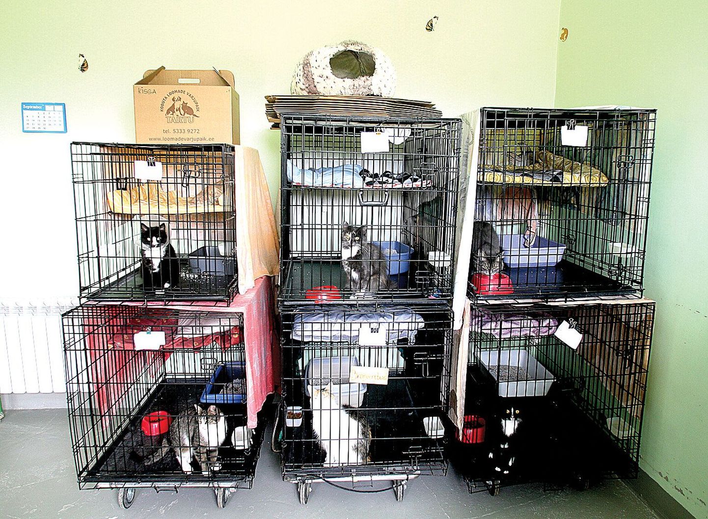Nii palju kasse kui praegu pole Tartu loomade varjupaigas varem korraga olnud.