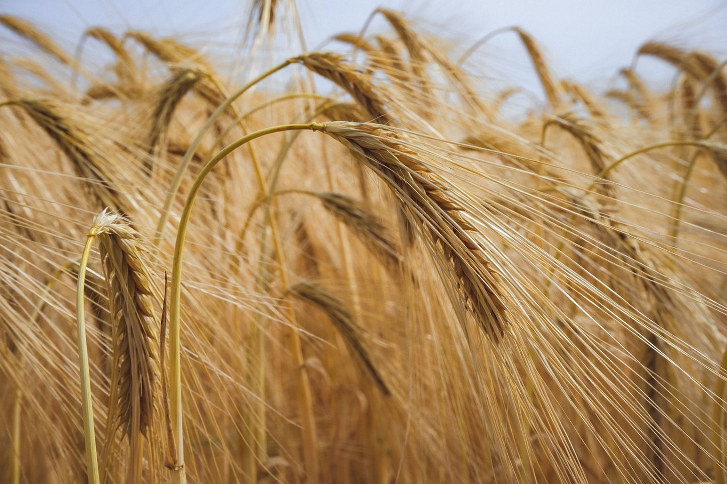Пшеница. Иллюстративное фото