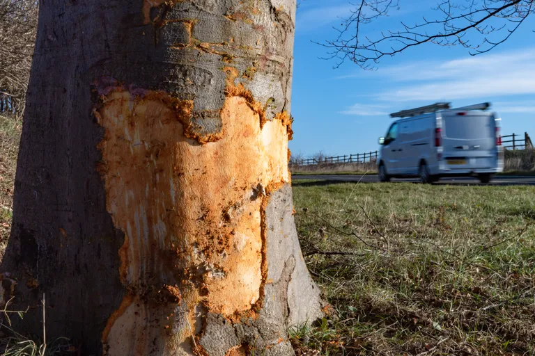 Vastu seda puud sõitis Carson oma sõiduautoga.