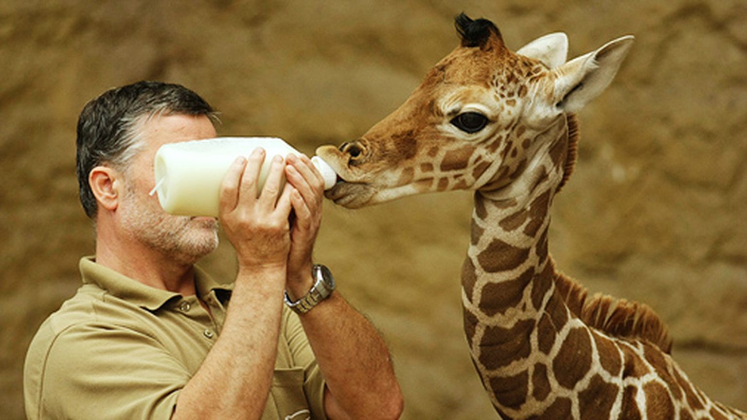 Животные пьют молоко. Жираф это млекопитающее. Молоко жирафа. Человек кормит животное.