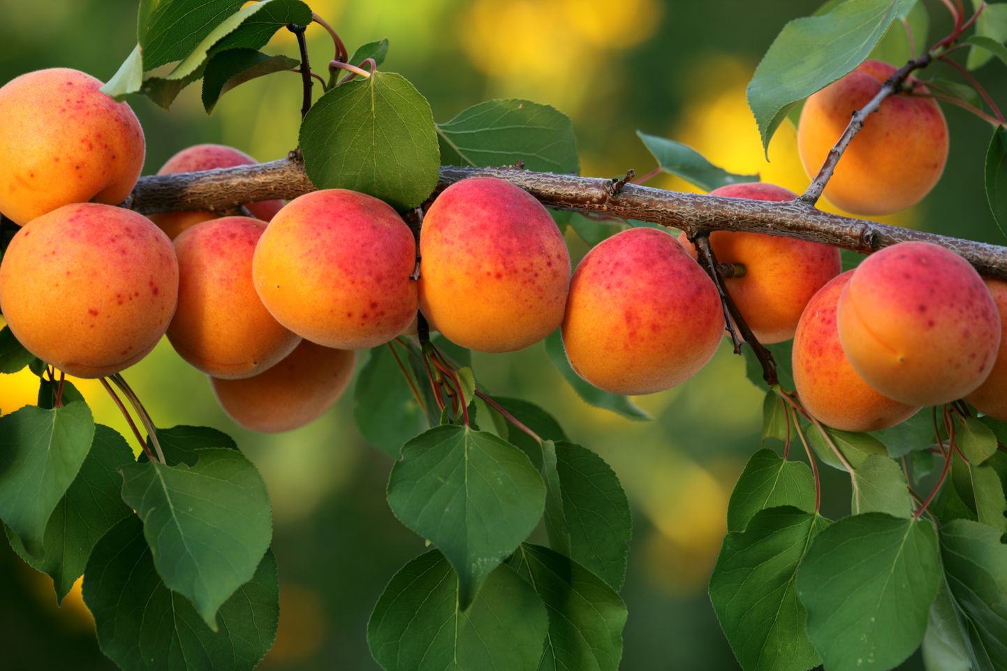 Aprikoosid pole mitte ainult maitsvad, vaid ka väga tervislikud.