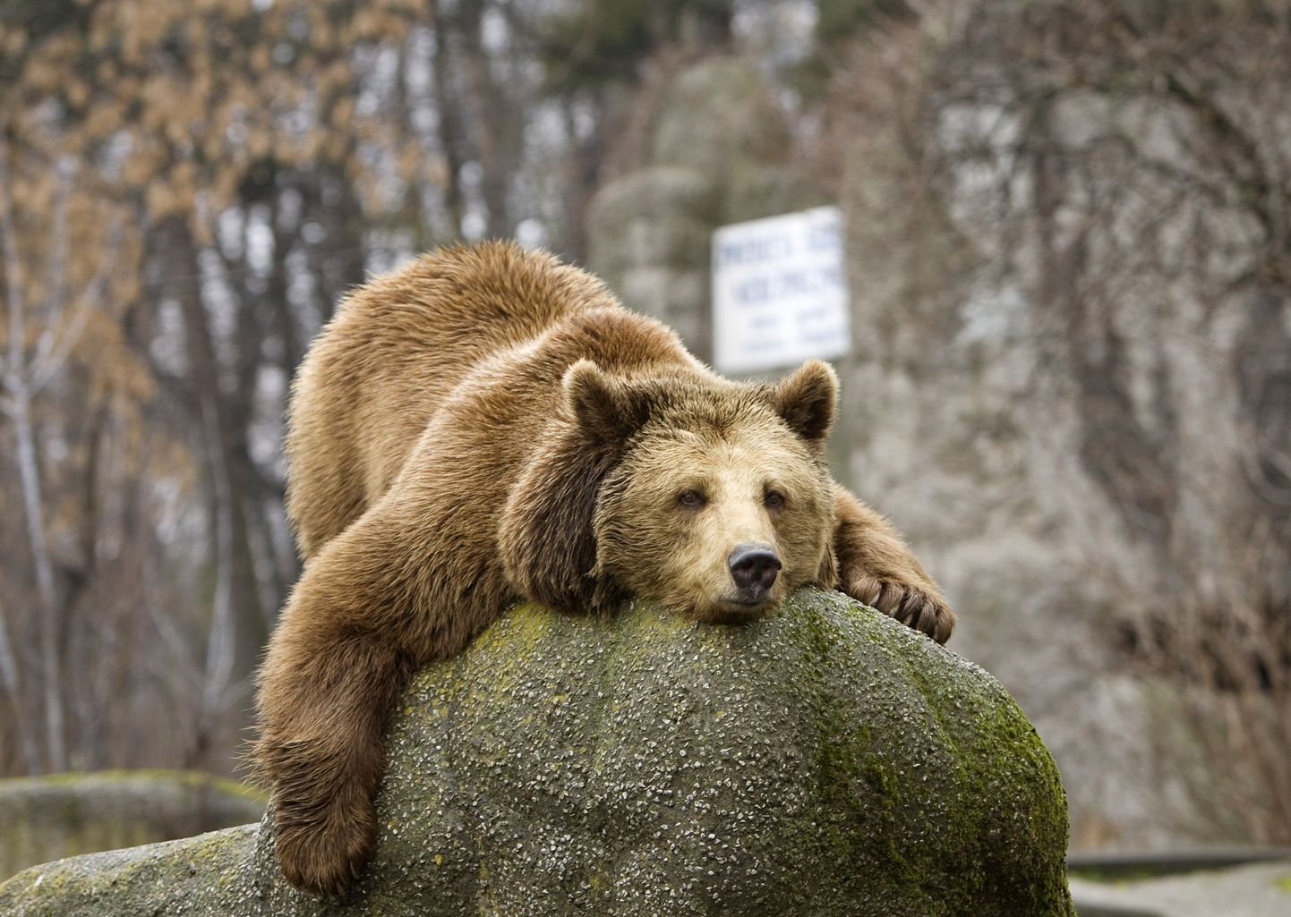 Karu Varssavi loomaaias