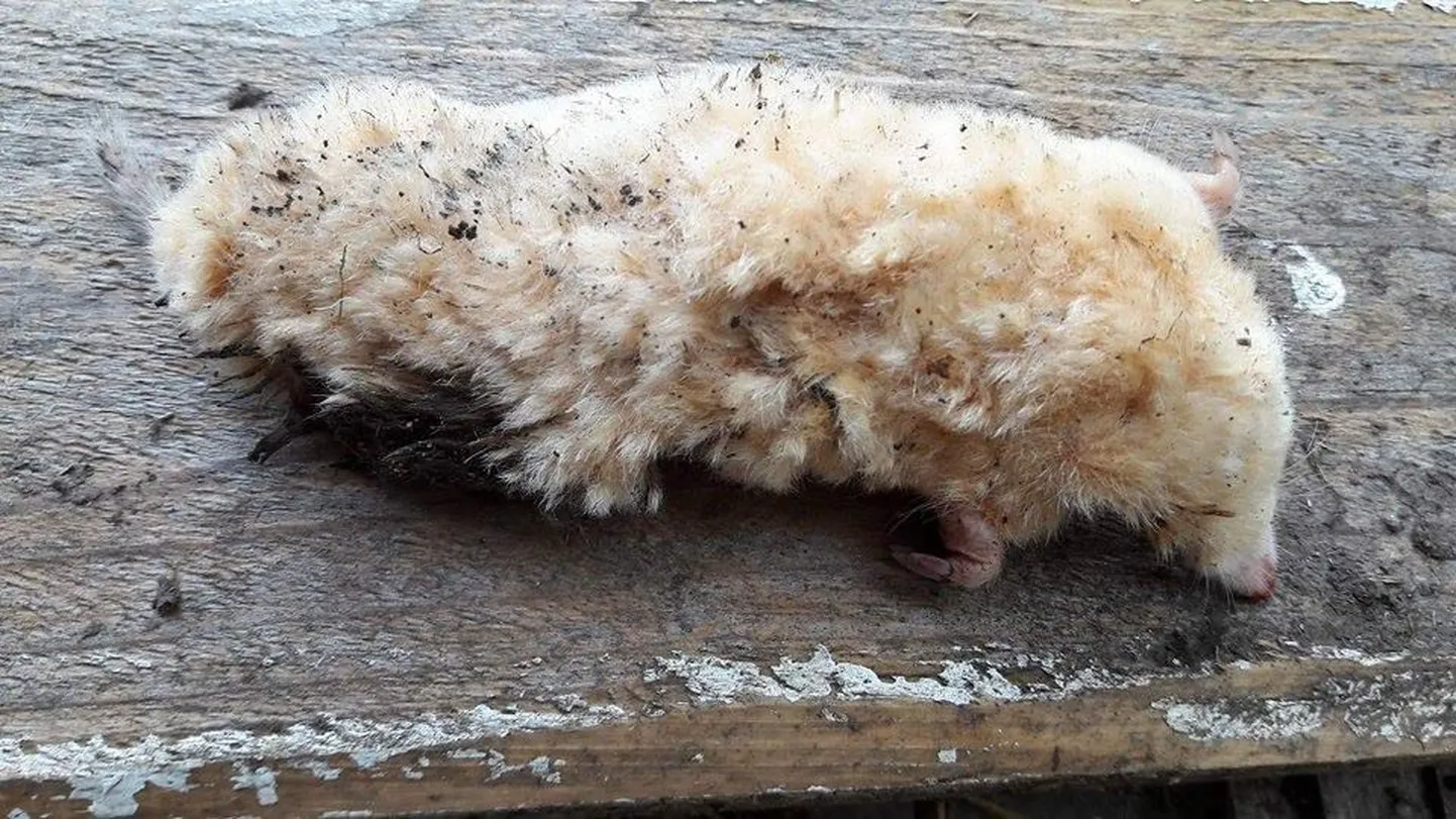 Albiinomutt