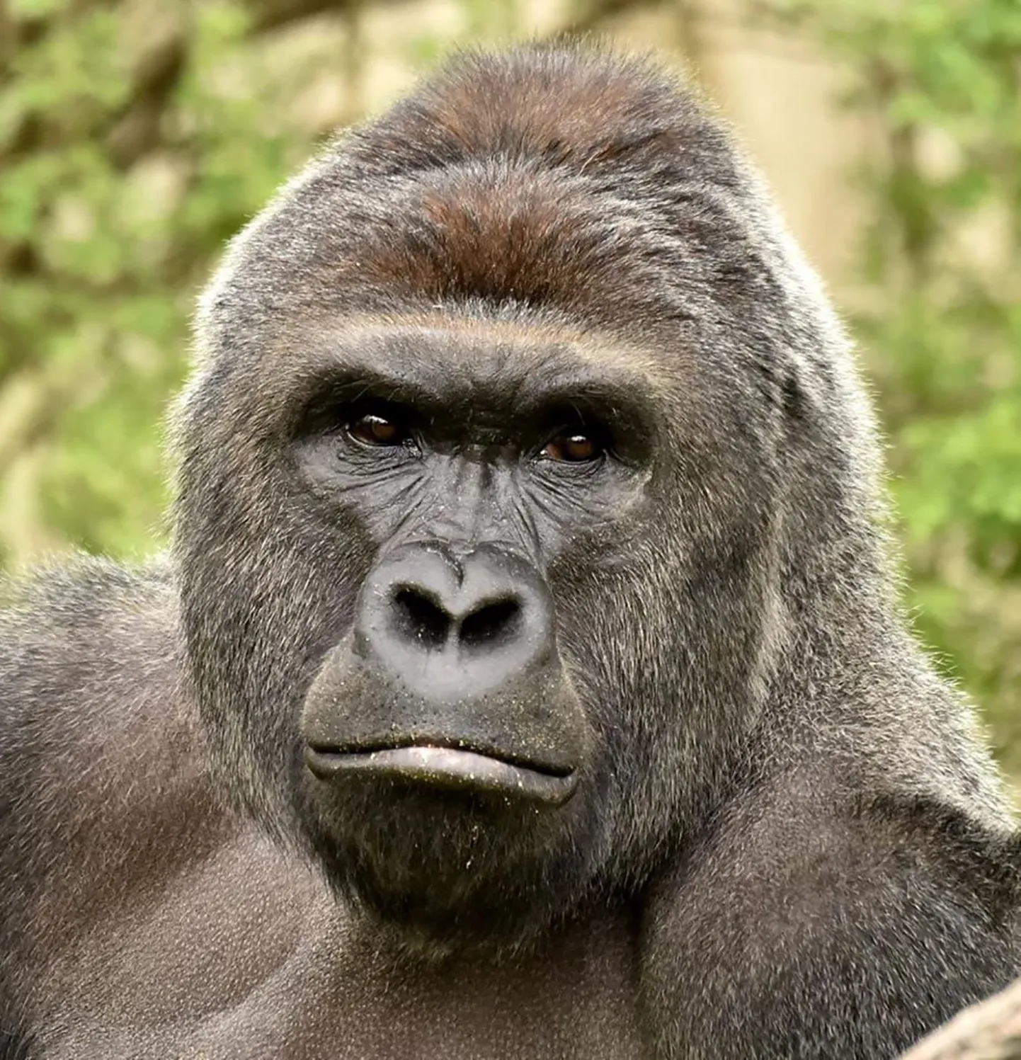 Harambe