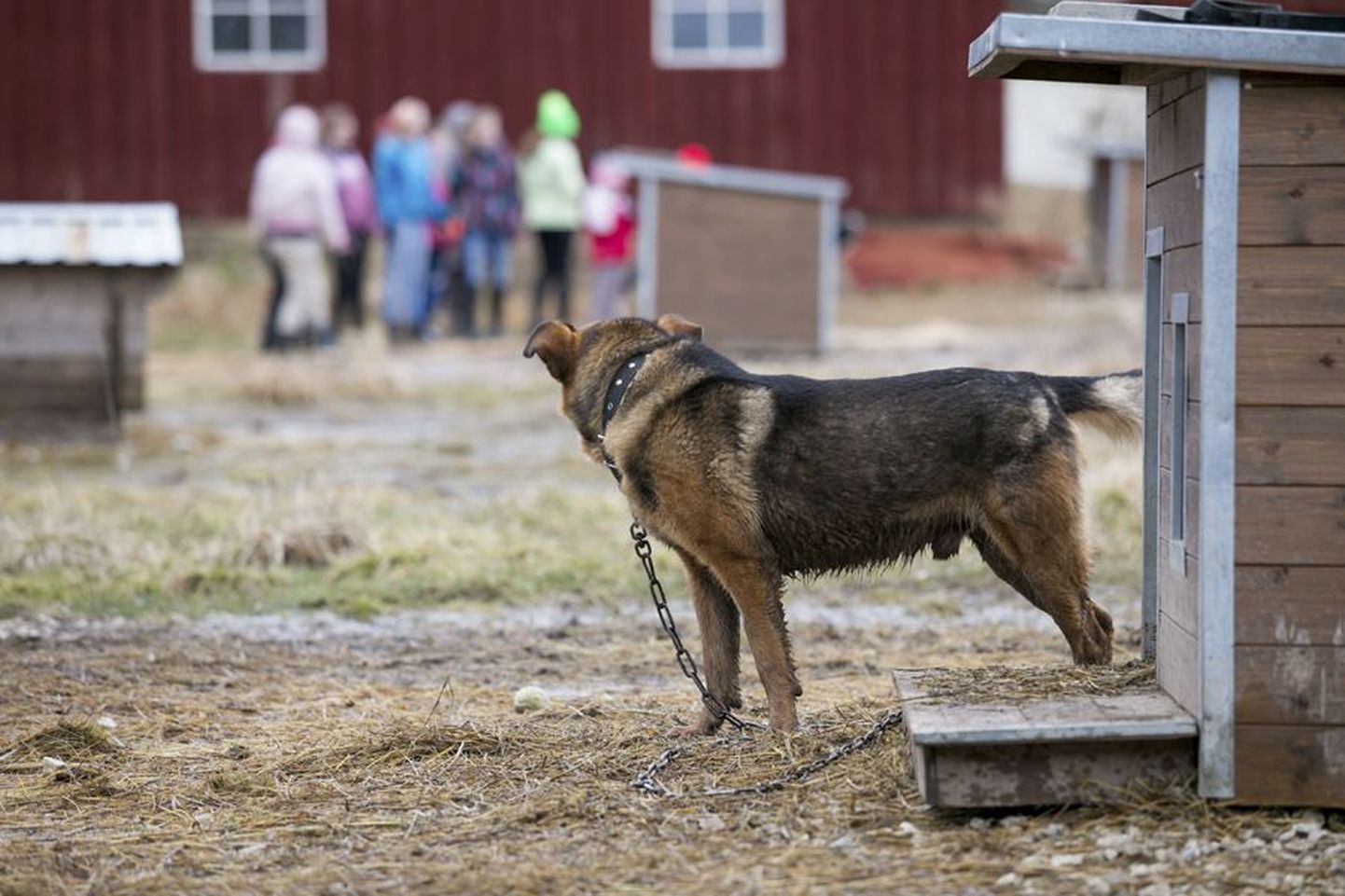 Viljandi loomade varjupaigas on palju koeri, kes on sinna toodud maakonna eri paikadest. Enamasti leiavad nad kiiresti tee koju.