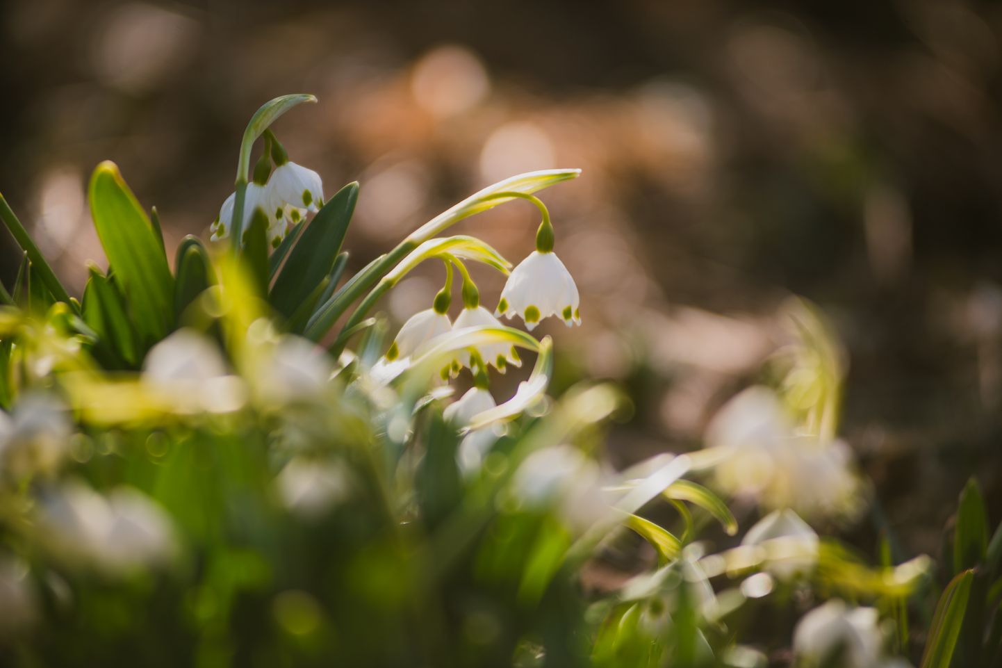 Раннее весеннее цветение в Ботаническом саду ЛУ