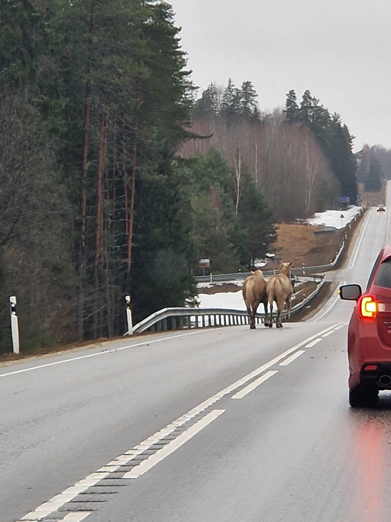 Kaks metsikut hobust pääsesid Kanepi vallas oma aedikust välja.