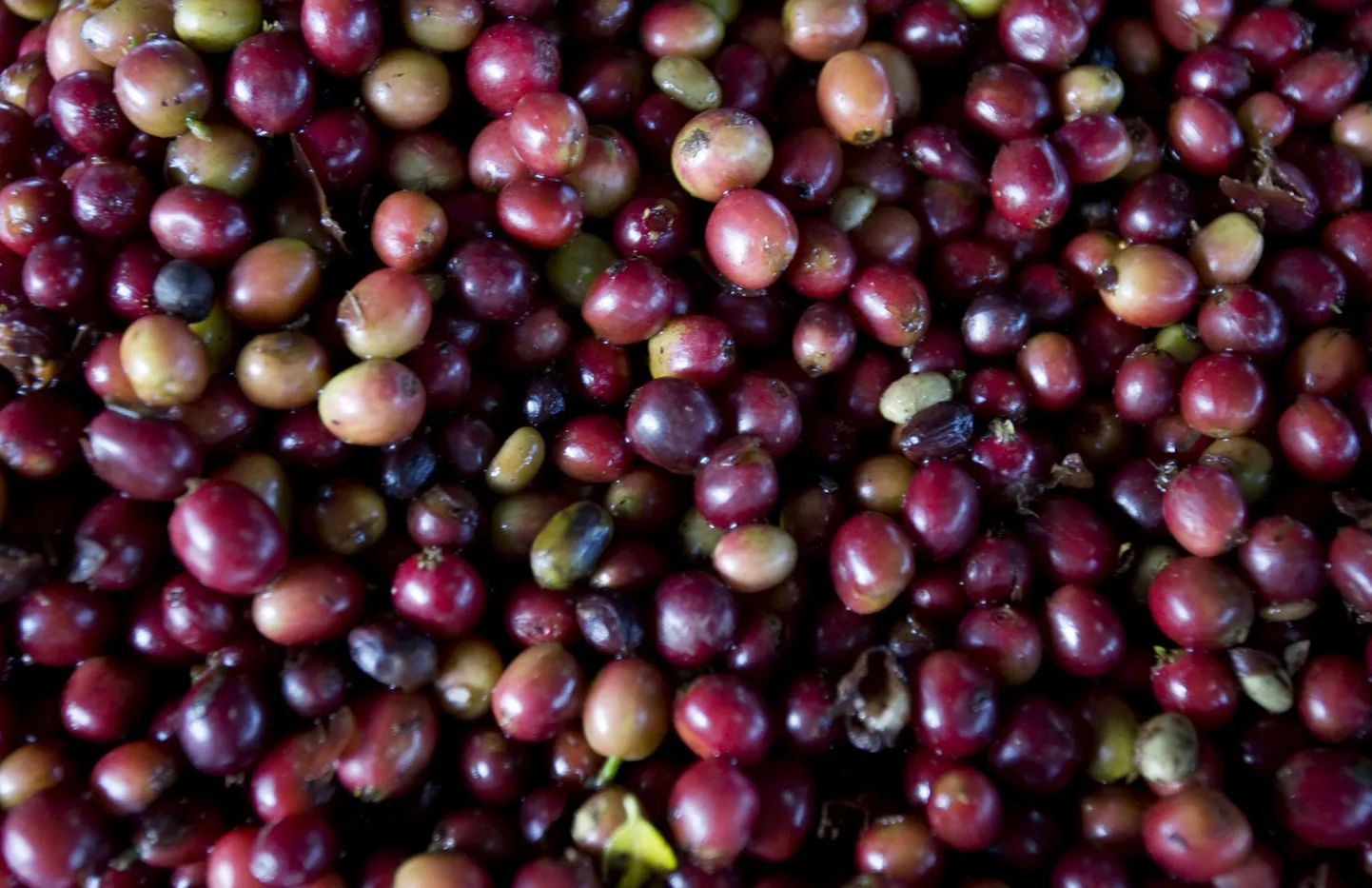 Arabica kohvi viljad.
