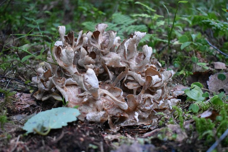 Микологи рекомендуют оставить грибы расти и зарегистрировать их местоположение в базе данных Природных наблюдений. 