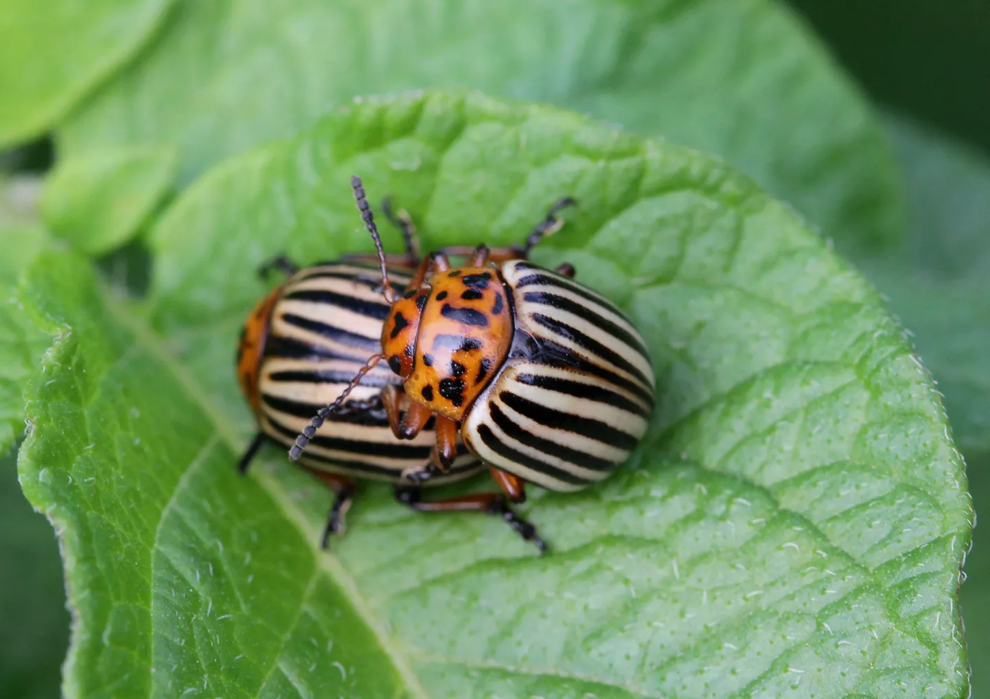 Kartulimardikad ( Leptinotarsa decemlineata )