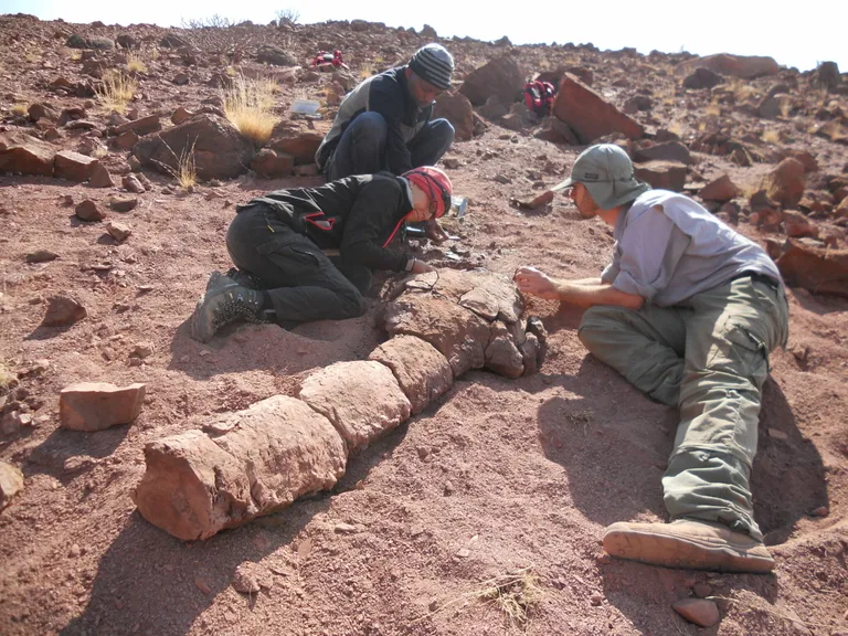 Väljakaevamistöödel uurivad teadlased hiigelsalamander G. jennyae skeletti. Vasakult Claudia Marsicano, Subusisu Mtungata, Leandro Gaetano.