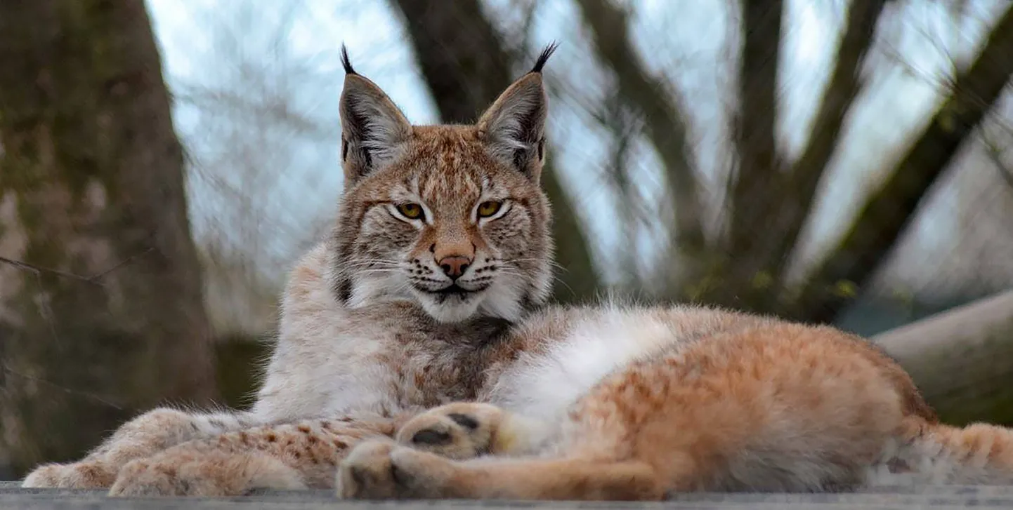Aasta loom: ilves