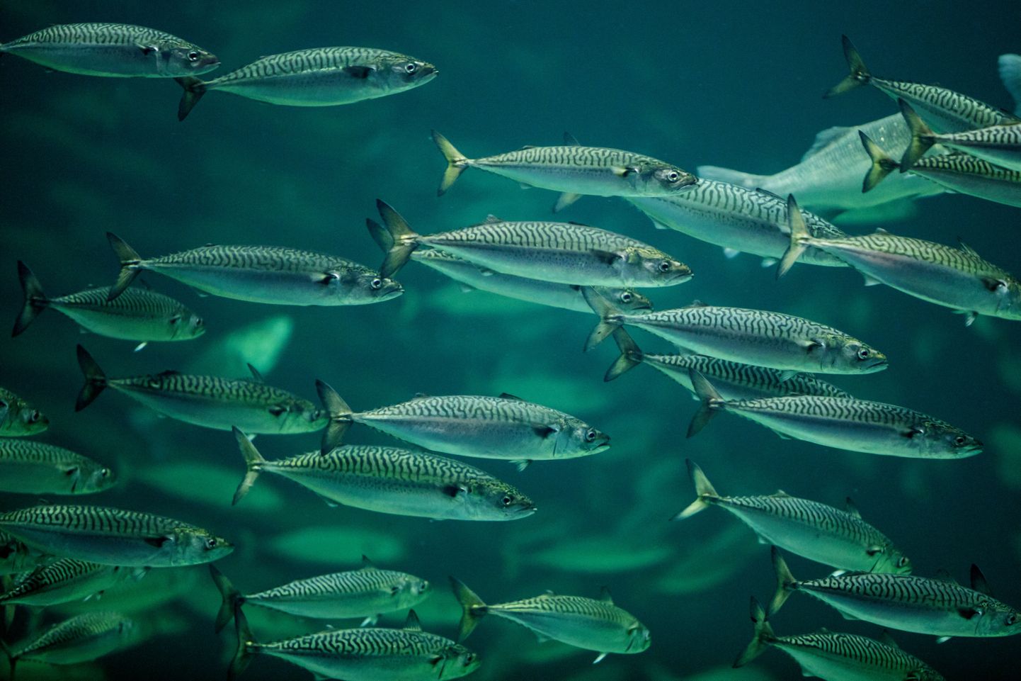 Kliimamuutused mõjutavad kalu Euroopas mitmel moel, mõnel jääb kängu kasv, teisel nihkub kudemisperiood. Pildil makrellid.