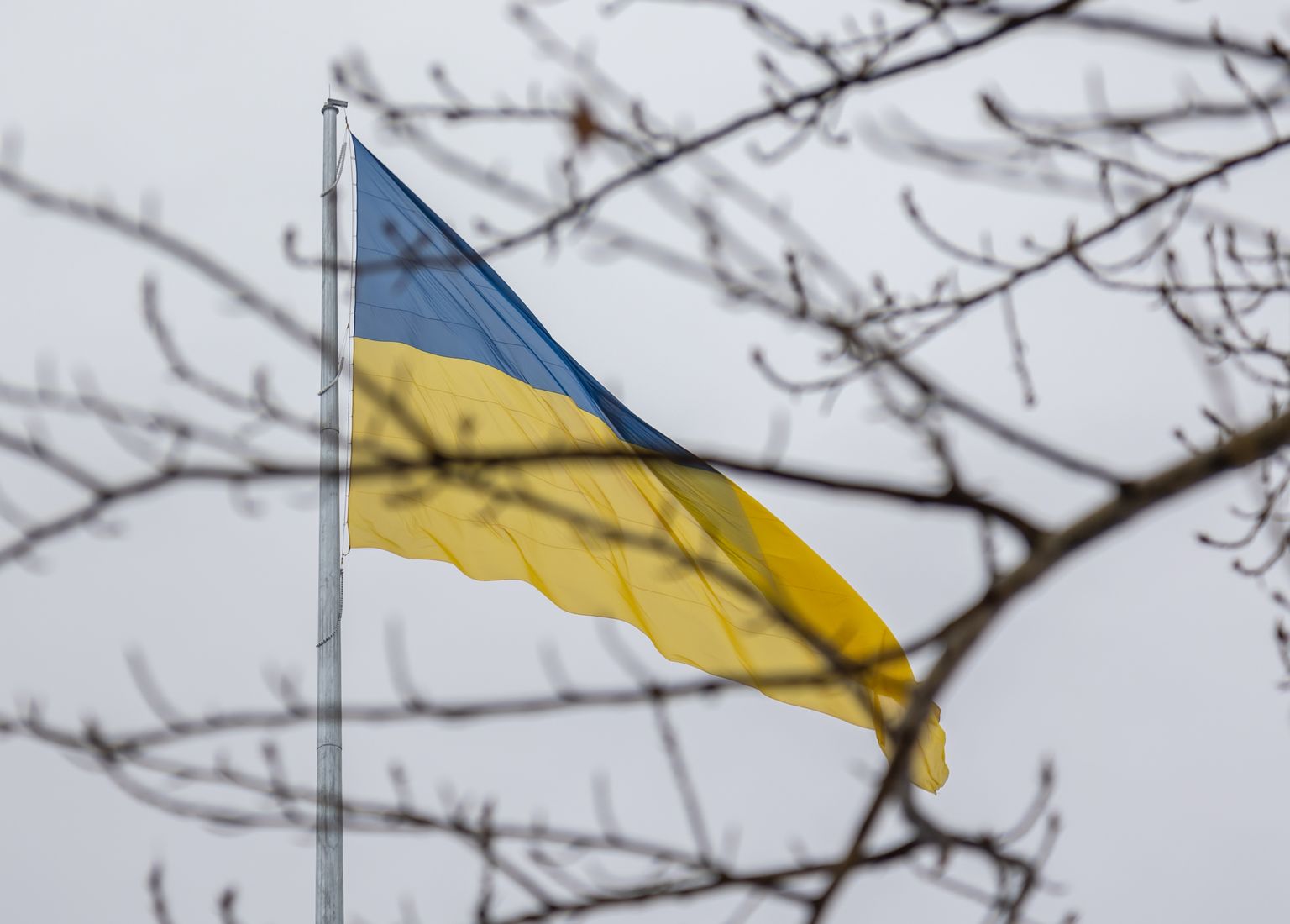 Ukraina lipp