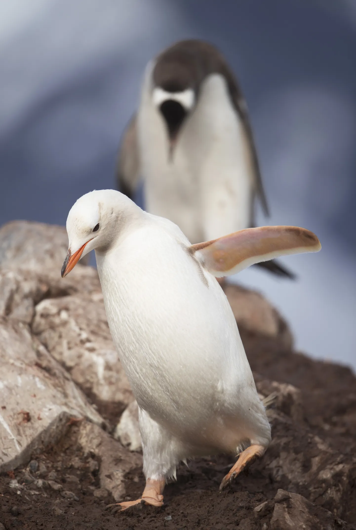 Valge Gentoo pingviin.