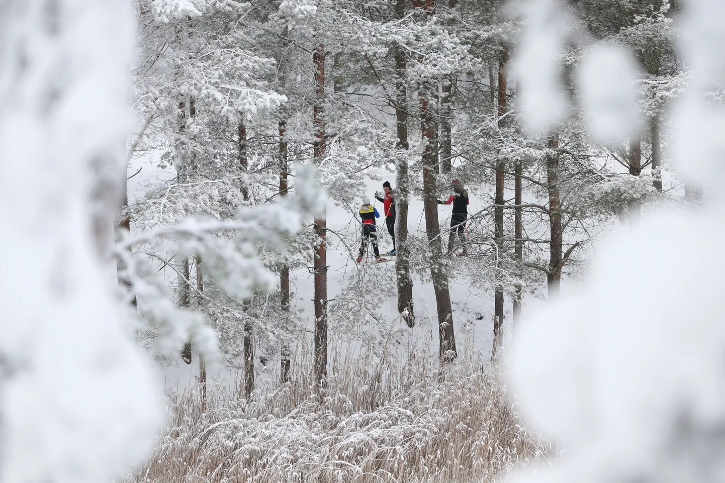 Pildil sportijad Lähte suusarajal.