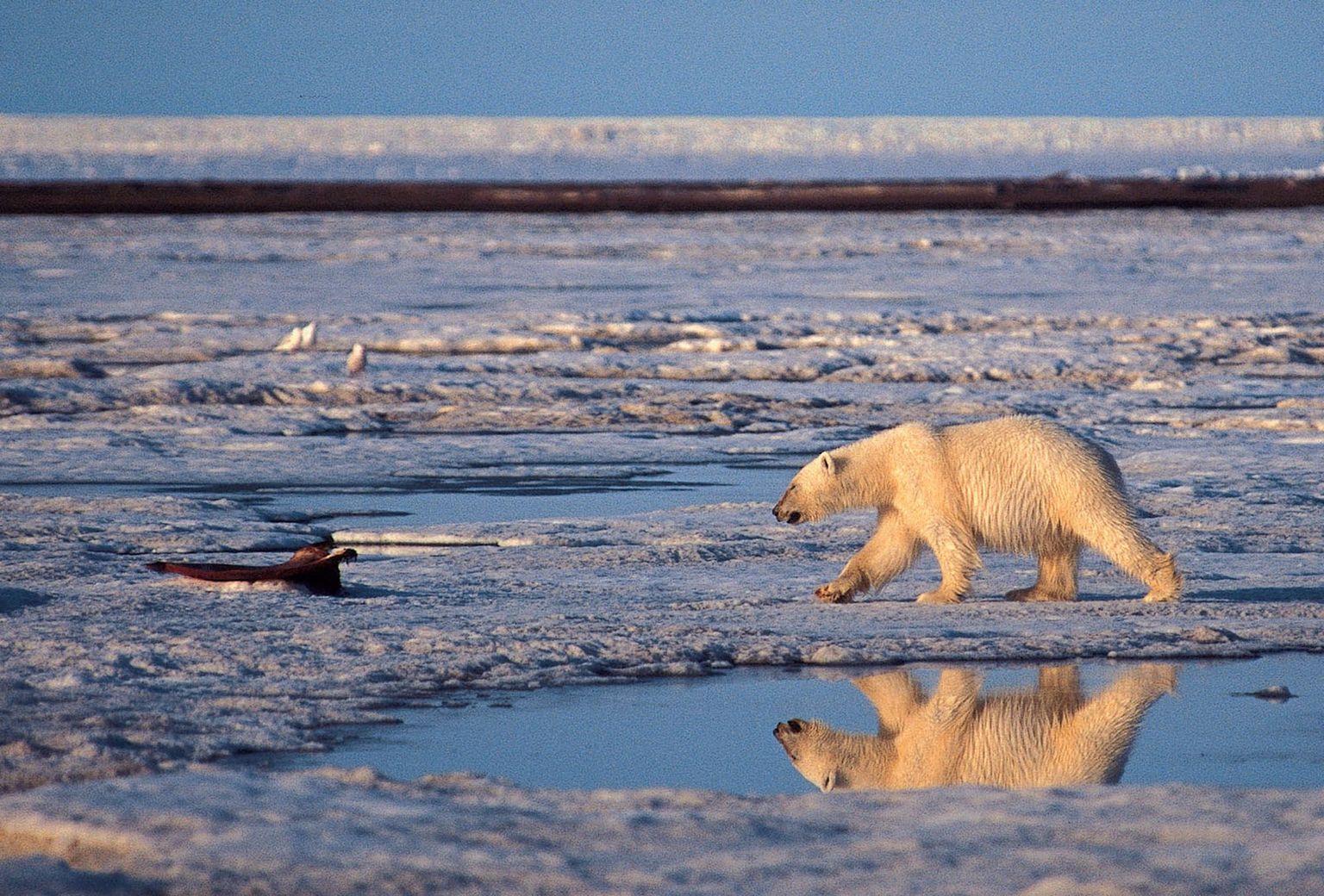 Jääkarudel on stressi tõttu kolju suurus kahanenud