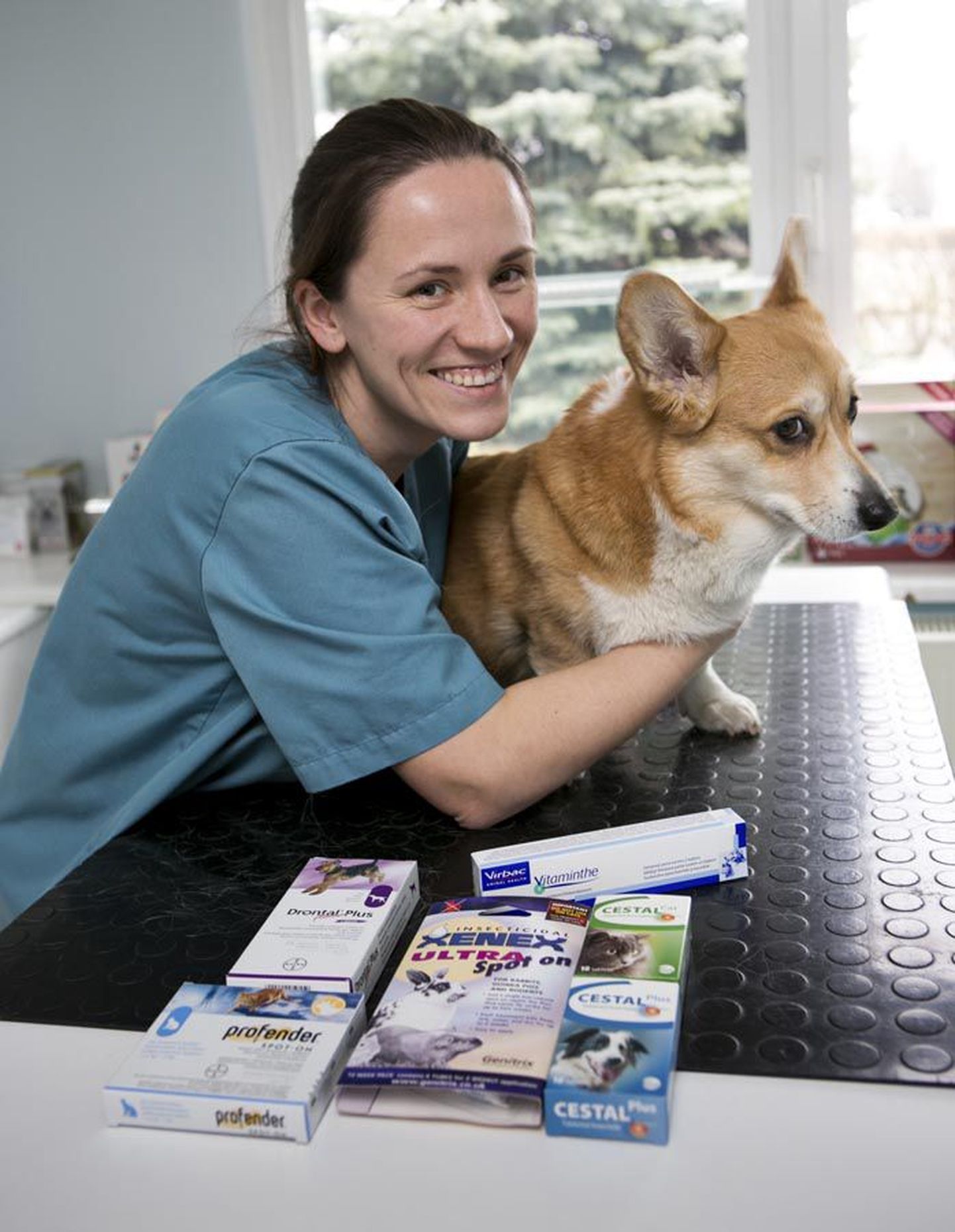Männimäe loomakliiniku veterinaar Laura Linntamm tegi oma Walesi korgi tõugu koerale ussitõrjet viimati sügisel ja nüüd on just õige aeg seda korrata.