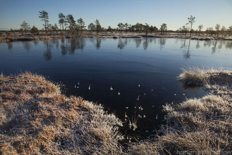 Kõnne suursoost leidis Hans Markus Antson kaunid jäälilled. Foto:
