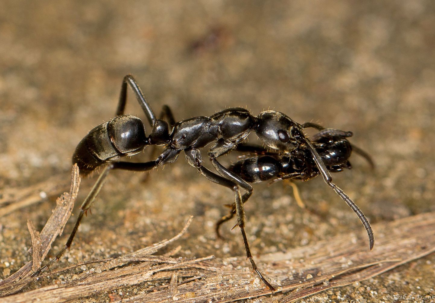 Sipelgas haavatud kaaslast pessa transportimas.