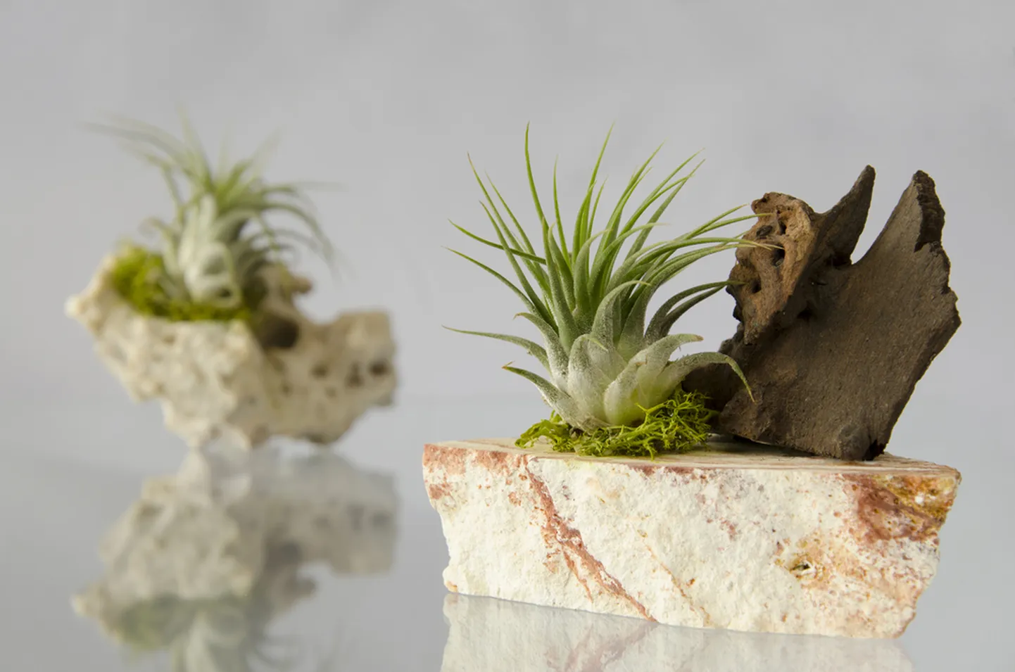 Tillandsia