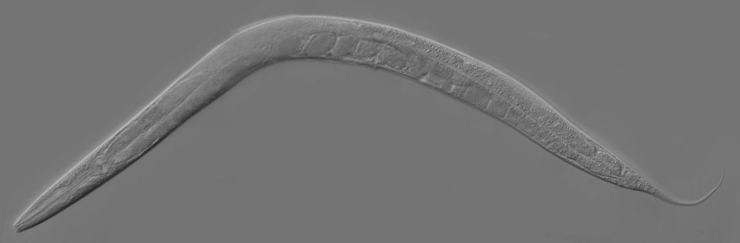 Varbuss (Caenorhabditis elegans)