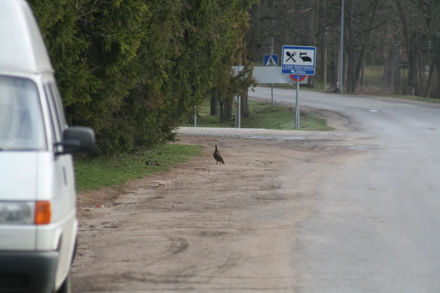 Teder Alatskivil.