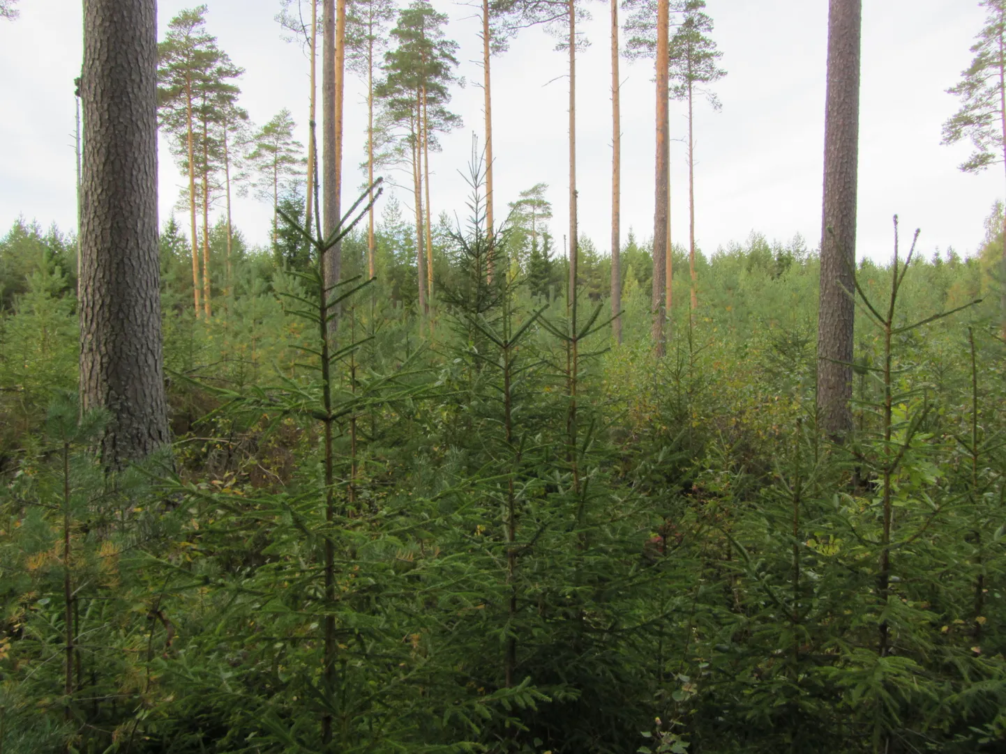 Mets on pidevas muutuses: ühest otsast raiutakse, teisest kasvab peale.
