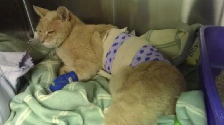 Kass Stubbs 2013. aastal, mil ta sai koera käest pureda