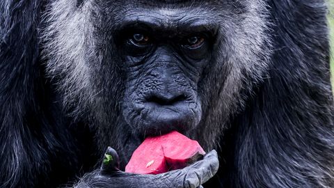 FOTO ⟩ Pasaulē vecākā gorilla Berlīnes zoodārzā nosvinējusi dzimšanas dienu